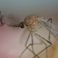 蚊に刺されやすい原因は酸性体質？知っておきたいチェックと対策方法がコレ！