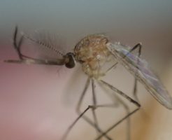 蚊に刺されやすい原因は酸性体質？知っておきたいチェックと対策方法がコレ！